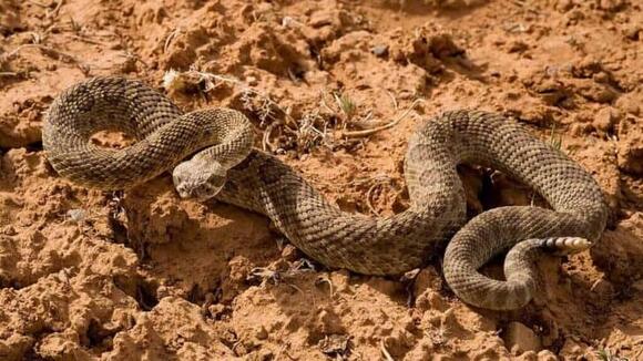 Why Rattlesnakes Rattle and What to Do When You Hear It - NewsBreak