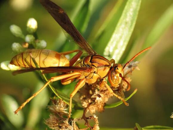 12 Stinging Insects in Central Florida: What They Look Like and Where ...