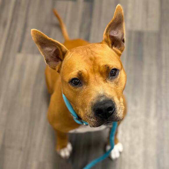 🐶 Gentle, Smart & Loyal Dogs Waiting for Adoption in Sarasota - NewsBreak