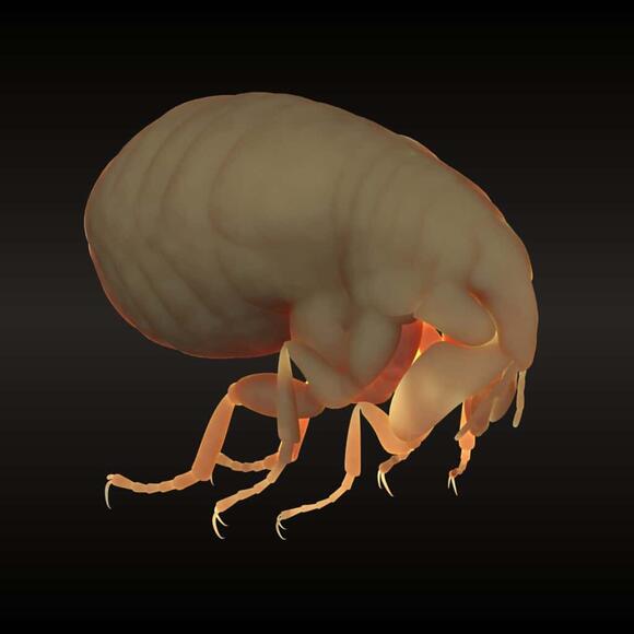 Sand Fleas What They Look Like and How to Identify Them