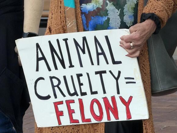 Protestors gather outside courtroom for Eagle man accused of shooting ...