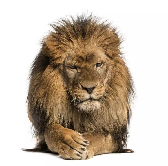 Shreveport's Loyola School Makes History with New Mascot NewsBreak