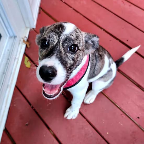 🐶 Playful Puppy Dogs Ready for Adoption in Apex, NC - NewsBreak