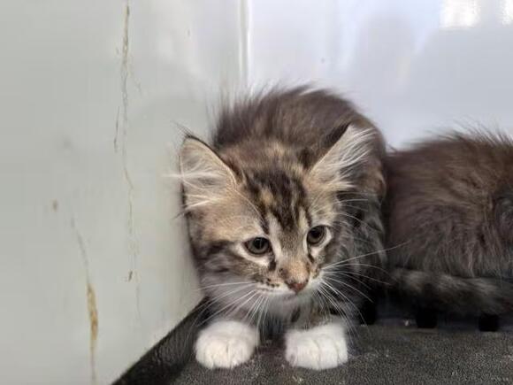 🐱 Playful Kittens in Jurupa Valley Ready for Adoption - NewsBreak