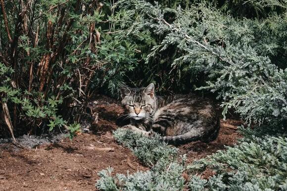 Cats Don’t Just Sleep: They’re Mastering The Art of Relaxation - NewsBreak