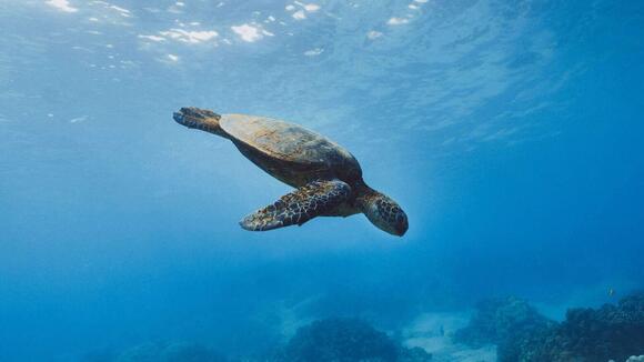 Why Sea Turtles Return to the Same Beach to Lay Eggs - NewsBreak