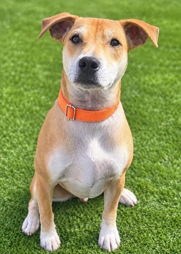 🐶 Playful & Loving Dogs Ready for Adoption in Dalton, GA - NewsBreak