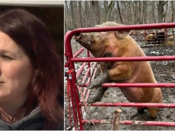 Owner of animal sanctuary sentenced to jail for cruelty in Livingston ...