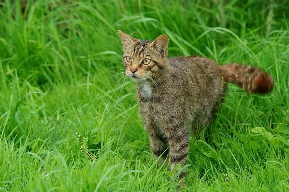 Your Cat’s Tail Is a Complex Emotional Barometer - NewsBreak