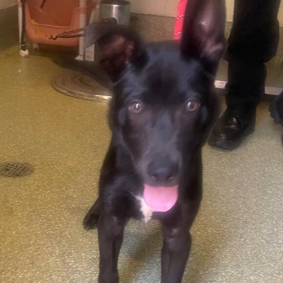 🐶 Playful Puppies & a Sweet Senior Dog Ready for Adoption in Pomona ...