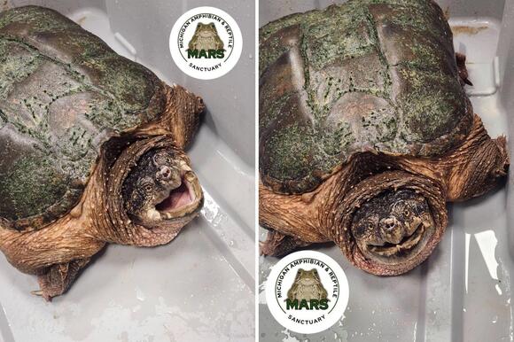 Massive Snapping Turtle is Released After Lake Michigan Rescue - NewsBreak