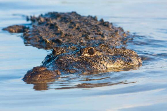 16 Fierce Predators that Eat Bald Eagles (…If They Can Catch Them ...