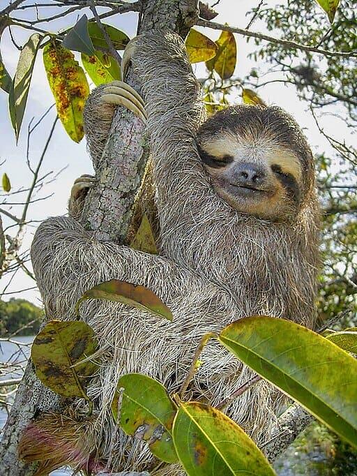 The Sloth: The Slowest Mammal on Earth - NewsBreak