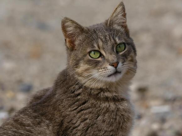 12 Times Cats Took Over Social Media in 2024 - NewsBreak