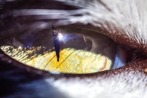 Cats Don’t Just ‘See’ the World, They Experience It Differently - NewsBreak
