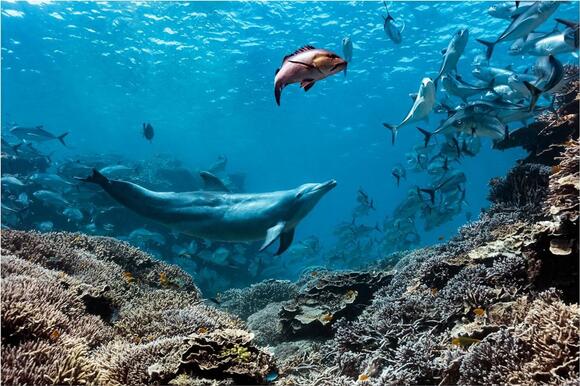 A Bottlenose Dolphin Named Bubbles Chases Fish Until They Throw Up ...