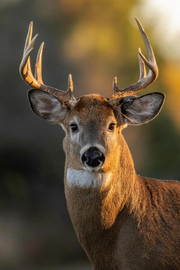 Michigan Muzzleloader Season Gets Major Overhaul - NewsBreak