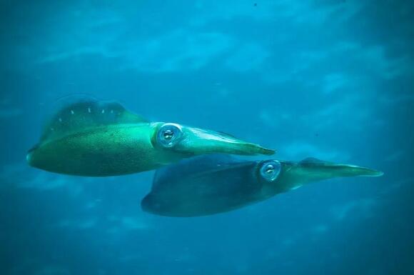 The Deep-Sea Shrimp That Shoots Glowing 'Vomit' To Blind Predators ...