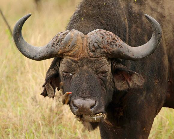 The Most Aggressive Wild Animal You Should Never Turn Your Back On ...