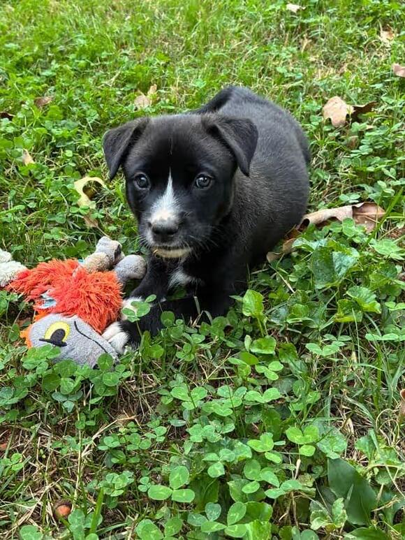 🐶 Playful, Gentle & Loyal Dogs Ready for Adoption in Greensboro - NewsBreak