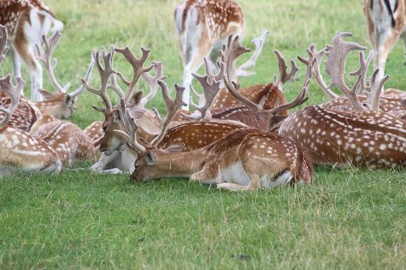 Deer Collision Liability Laws in New Hampshire: Insurance, Fault, and ...