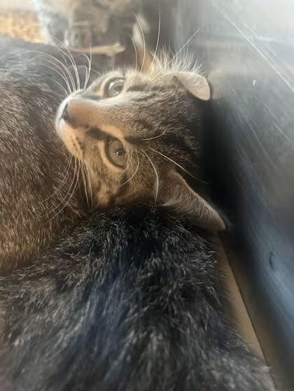 🐱 Playful, Sweet & Silly Cats Ready for Adoption in Carrollton - NewsBreak