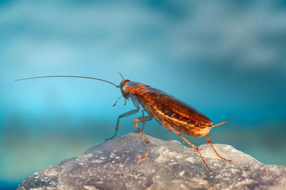 What Do You Call a Group of Cockroaches? The Answer Is Exactly How It ...