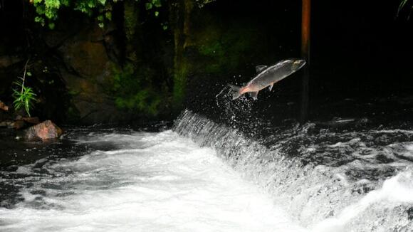 Why Salmon Swim Upstream—and How They Do It - NewsBreak