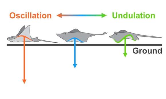 Stingrays inspire smarter ocean robots: The physics of fin motion ...