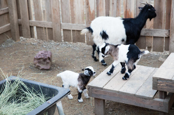 Why Does The Tennessee Fainting Goat Pass Out (The Science Behind It ...