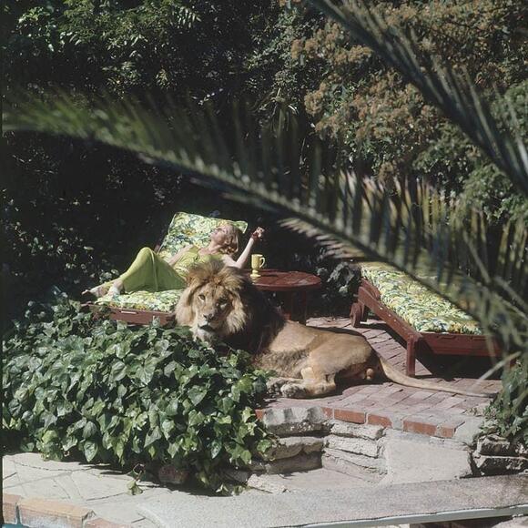 The Wild Story Of How Tippi Hedren And Her Family Lived With A 400 ...