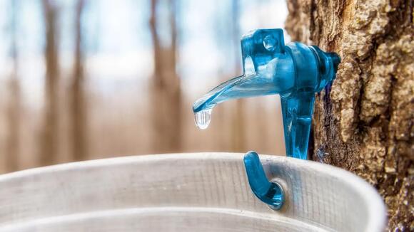 Is Tree Sap Safe to Eat? - NewsBreak