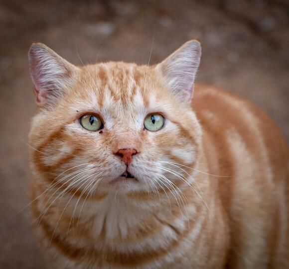why-some-cats-follow-their-owners-everywhere-they-go-newsbreak
