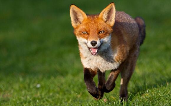 Fox confirmed as seventh positive rabies case of 2026 in Henrico ...