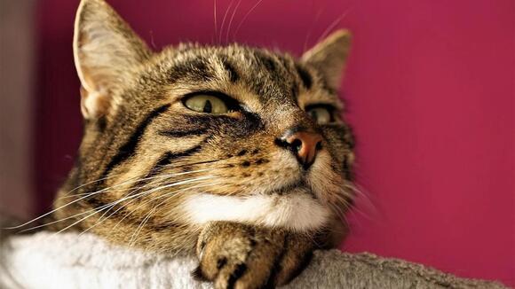 7 Key Differences Between a Happy Purr and a Purr That Signals ...