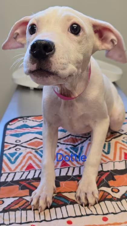 🐶 Playful Pit Bull Puppies Ready for Adoption in Burton, MI - NewsBreak