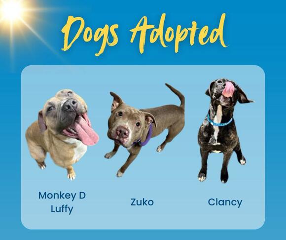 29 Dogs Available for Adoption in Dayton - NewsBreak