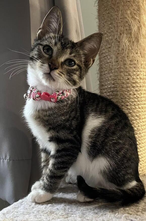🐱 Playful Rochester Kittens & Young Cats Ready for Adoption - NewsBreak
