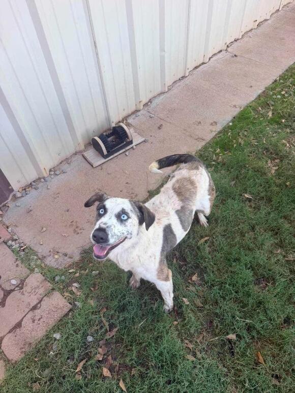 🐶 Playful, Loyal Dogs Ready for Adoption in Alamogordo - NewsBreak