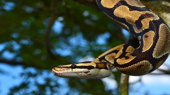 Why Ball Pythons Are the Most Popular Pet Snake in the U.S. - NewsBreak