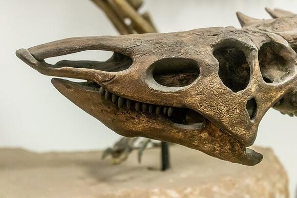 Desmatosuchus: The Armored Archosaur That Ruled Triassic Texas - NewsBreak