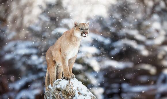 Bismarck Police Go On A Wild Mountain Lion Chase - NewsBreak