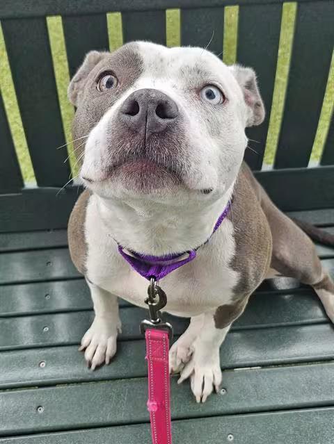 🐶 Playful & Sweet Dogs Waiting for Adoption in Salem, MA - NewsBreak