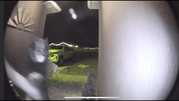 Family reunited with missing dog on Christmas Eve after pooch rings ...