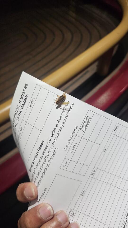 London buses are infested with cockroaches, say drivers - NewsBreak