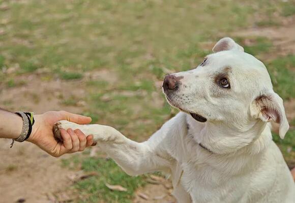 Animal Behaviorists Say When Your Dog Places a Paw on Another Dog ...