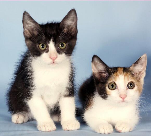 Shelter holding microchipping event in Chandler - NewsBreak