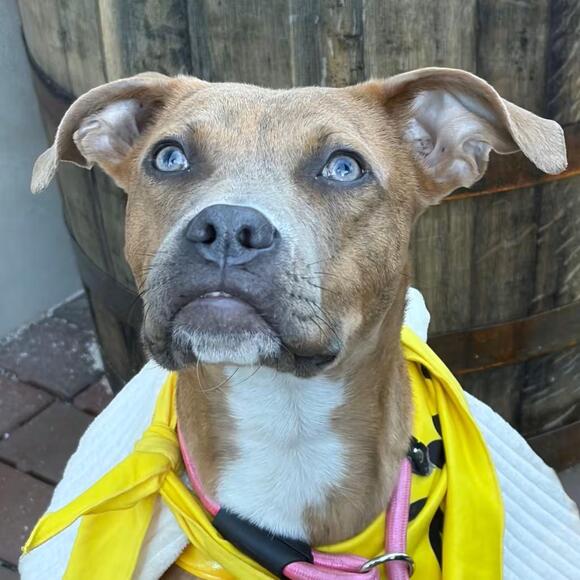 🐶 Friendly Dogs Ready for Adoption Near Melbourne, KY - NewsBreak