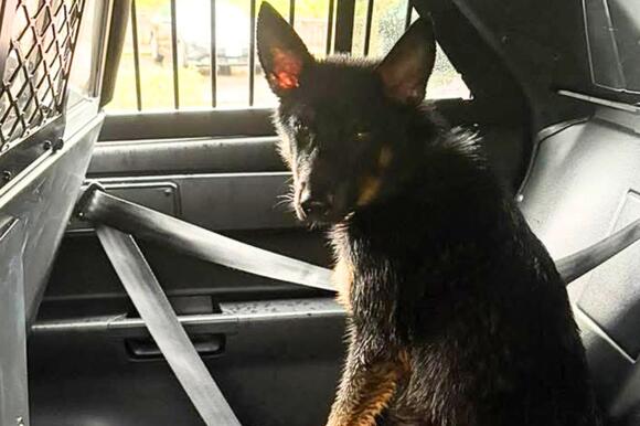 Abandoned to Adopted. Dog Found Tied to Pole Gets a Second Chance ...