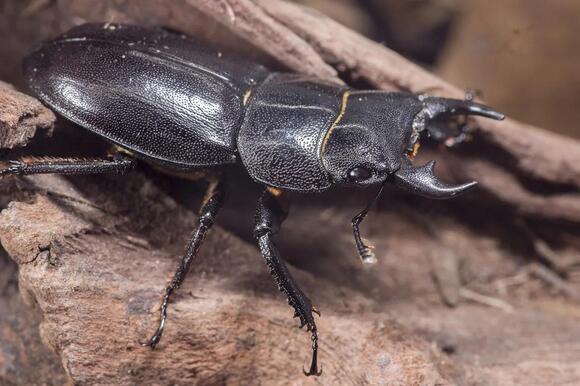 The Beetle So Tough It Can Survive Being Run Over By A Car - NewsBreak
